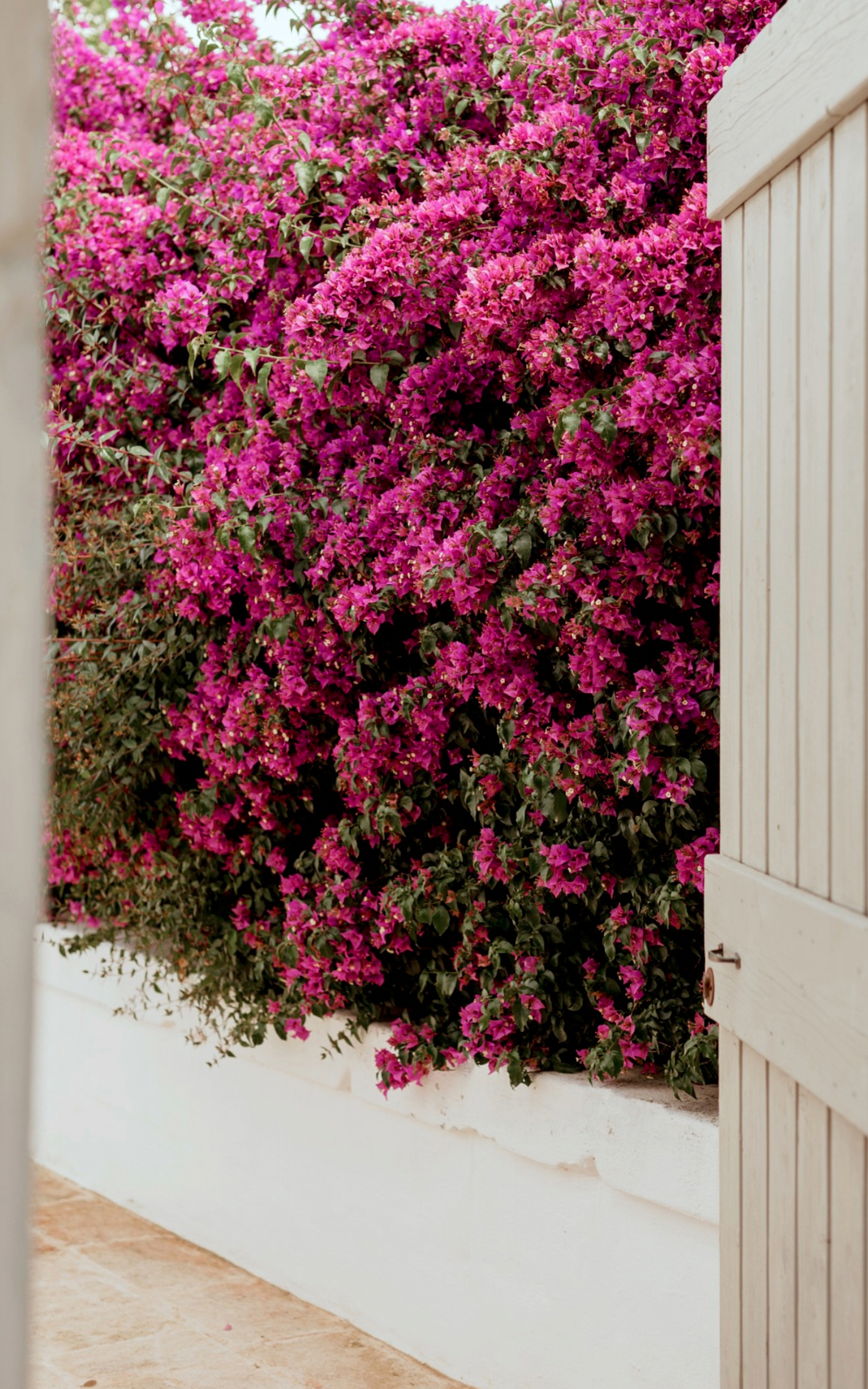 #16006 MASSERIA LE CARRUBE_07A